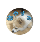 ポメラニアンのニコやまさん（個別スタンプ：14）