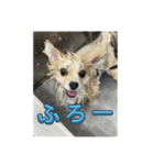 ポメラニアンのニコやまさん（個別スタンプ：15）