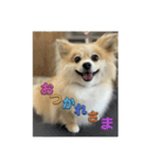 ポメラニアンのニコやまさん（個別スタンプ：16）