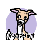 【フォーン3】1年中使えるイタグレスタンプ（個別スタンプ：11）