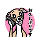 【フォーン3】1年中使えるイタグレスタンプ（個別スタンプ：17）