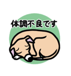 【フォーン3】1年中使えるイタグレスタンプ（個別スタンプ：20）