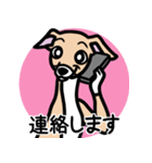 【フォーン3】1年中使えるイタグレスタンプ（個別スタンプ：24）
