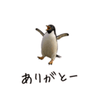 おもしろ動物たちのクセ強スタンプ(男子用)（個別スタンプ：1）