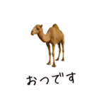 おもしろ動物たちのクセ強スタンプ(男子用)（個別スタンプ：6）
