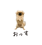 おもしろ動物たちのクセ強スタンプ(男子用)（個別スタンプ：7）
