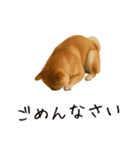おもしろ動物たちのクセ強スタンプ(男子用)（個別スタンプ：9）