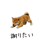 おもしろ動物たちのクセ強スタンプ(男子用)（個別スタンプ：10）