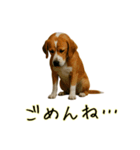 おもしろ動物たちのクセ強スタンプ(男子用)（個別スタンプ：11）