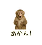 おもしろ動物たちのクセ強スタンプ(男子用)（個別スタンプ：12）