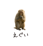 おもしろ動物たちのクセ強スタンプ(男子用)（個別スタンプ：13）