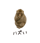 おもしろ動物たちのクセ強スタンプ(男子用)（個別スタンプ：14）