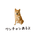 おもしろ動物たちのクセ強スタンプ(男子用)（個別スタンプ：15）