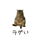 おもしろ動物たちのクセ強スタンプ(男子用)（個別スタンプ：16）