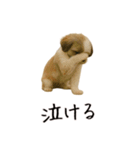 おもしろ動物たちのクセ強スタンプ(男子用)（個別スタンプ：17）
