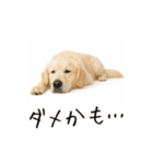 おもしろ動物たちのクセ強スタンプ(男子用)（個別スタンプ：18）