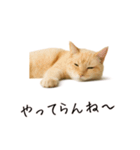 おもしろ動物たちのクセ強スタンプ(男子用)（個別スタンプ：20）