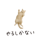 おもしろ動物たちのクセ強スタンプ(男子用)（個別スタンプ：22）