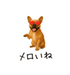 おもしろ動物たちのクセ強スタンプ(男子用)（個別スタンプ：23）