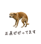 おもしろ動物たちのクセ強スタンプ(男子用)（個別スタンプ：24）