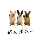 おもしろ動物たちのクセ強スタンプ(男子用)（個別スタンプ：27）