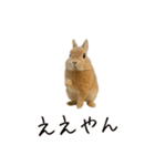 おもしろ動物たちのクセ強スタンプ(男子用)（個別スタンプ：29）