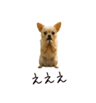 おもしろ動物たちのクセ強スタンプ(男子用)（個別スタンプ：30）