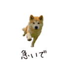 おもしろ動物たちのクセ強スタンプ(男子用)（個別スタンプ：31）