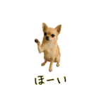 おもしろ動物たちのクセ強スタンプ(男子用)（個別スタンプ：33）