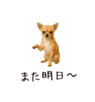 おもしろ動物たちのクセ強スタンプ(男子用)（個別スタンプ：34）