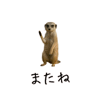 おもしろ動物たちのクセ強スタンプ(男子用)（個別スタンプ：35）