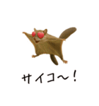 おもしろ動物たちのクセ強スタンプ(男子用)（個別スタンプ：37）