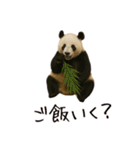 おもしろ動物たちのクセ強スタンプ(男子用)（個別スタンプ：39）