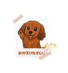 『ミニチュアダックス』のスタンプ①（個別スタンプ：13）
