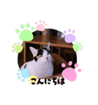 一言で伝わる猫スタンプ・その1（個別スタンプ：1）