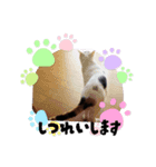 一言で伝わる猫スタンプ・その1（個別スタンプ：2）
