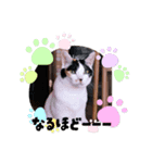 一言で伝わる猫スタンプ・その1（個別スタンプ：3）