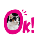 一言で伝わる猫スタンプ・その1（個別スタンプ：4）
