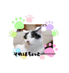 一言で伝わる猫スタンプ・その1（個別スタンプ：5）