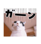 一言で伝わる猫スタンプ・その1（個別スタンプ：6）