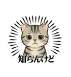 『アメリカンショートヘアー』猫のスタンプ（個別スタンプ：1）
