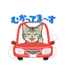 『アメリカンショートヘアー』猫のスタンプ（個別スタンプ：8）