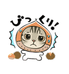 『アメリカンショートヘアー』猫のスタンプ（個別スタンプ：14）