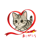 『アメリカンショートヘアー』猫のスタンプ（個別スタンプ：15）