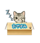 『アメリカンショートヘアー』猫のスタンプ（個別スタンプ：18）