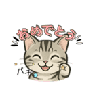 『アメリカンショートヘアー』猫のスタンプ（個別スタンプ：31）