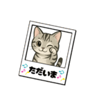 『アメリカンショートヘアー』猫のスタンプ（個別スタンプ：32）