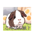 モルモットがいっぱい（個別スタンプ：3）