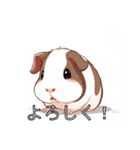 モルモットがいっぱい（個別スタンプ：7）