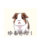 モルモットがいっぱい（個別スタンプ：35）